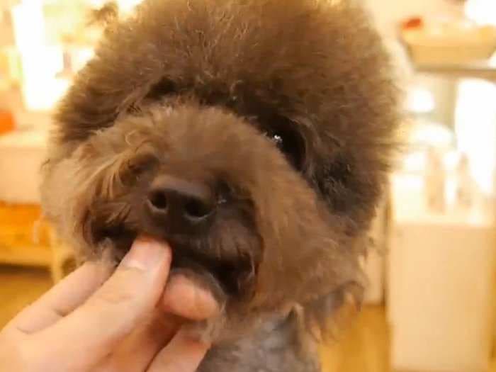 People in Japan and Taiwan are obsessed with shaving their dogs into furry shapes