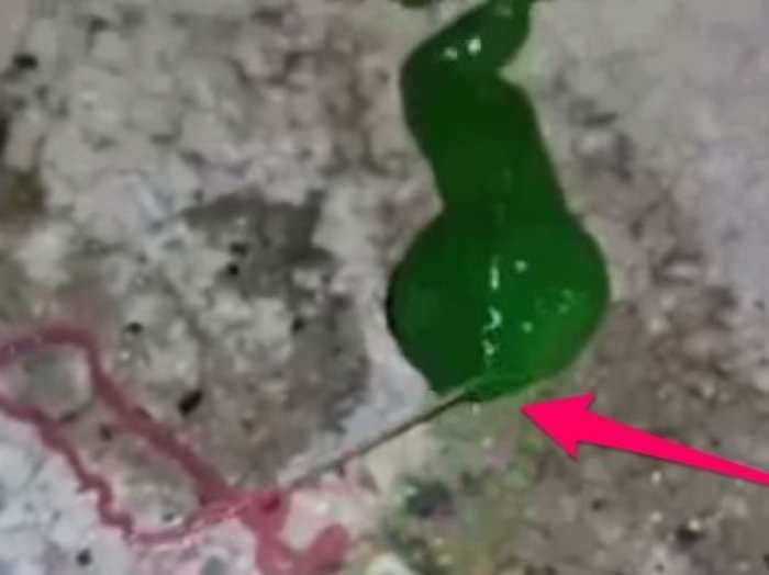 The internet is mesmerized by footage of a slimy, green, worm-like creature attacking its prey