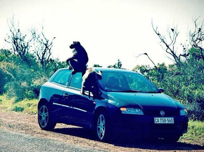 I was attacked by baboons while driving on the highway in South Africa