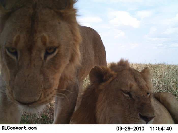  Incredible new images reveal the secret lives of animals in the Serengeti 