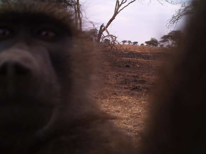 This curious baboon used a camera trap in the Serengeti to take an awesome selfie