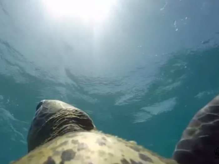 A sea turtle strapped with a GoPro just gave us a gorgeous underwater view of Australia's Great Barrier Reef