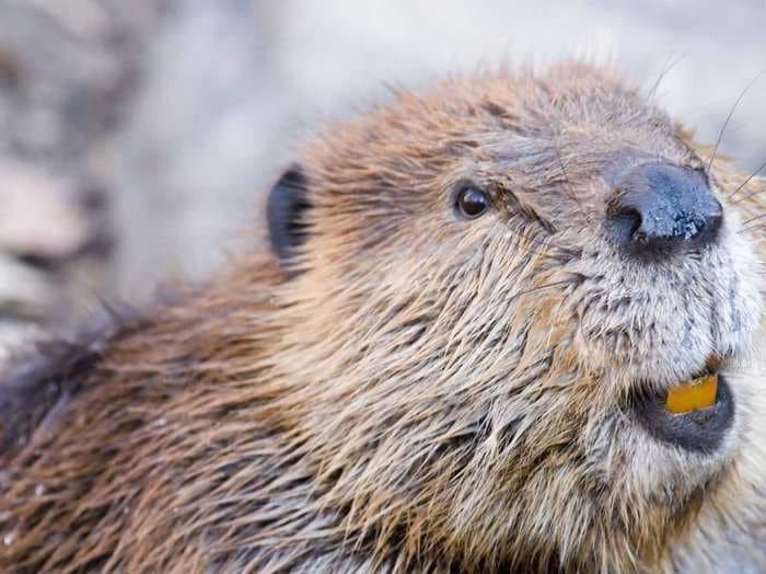 Yellowstone is in trouble unless we can bring back the beavers