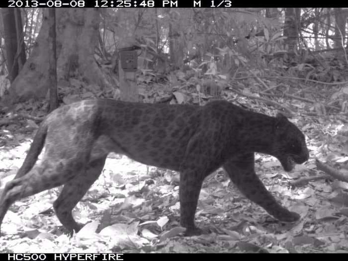 Scientists used a genius camera trick to unveil the beautiful spots hidden in the black leopard's coat 