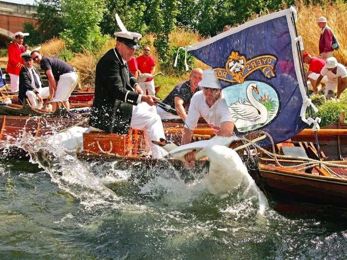Britons are rowing around the River Thames counting all of the swans owned by the Queen - and it's produced some delightful photos