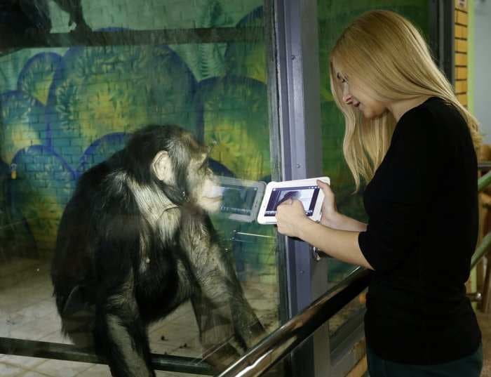 How chimpanzees helped inspire the Windows start menu