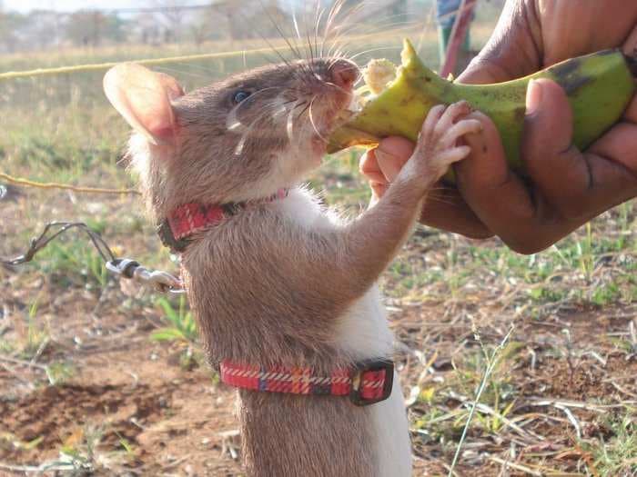 These adorable bomb-sniffing rats are saving lives