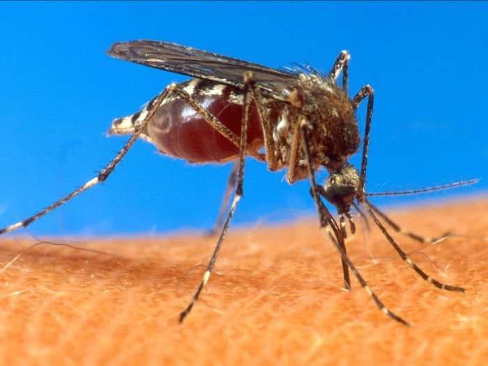 Creating genetically engineered mosquitoes could save millions of lives - or go horribly wrong