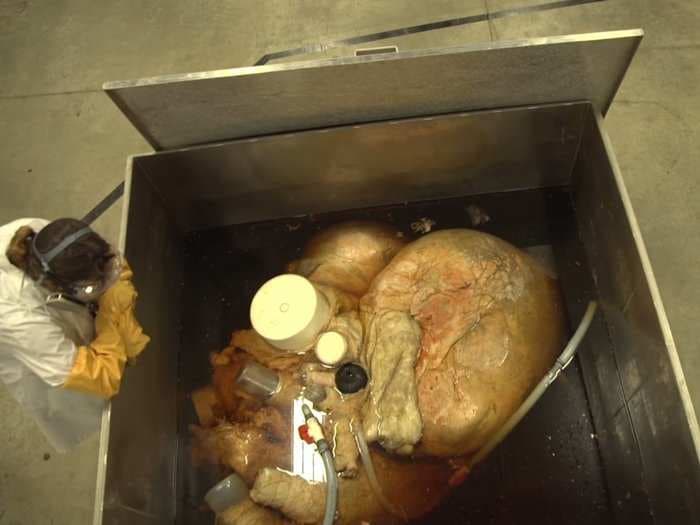 Here's an incredible first look at the largest heart that humans have ever preserved