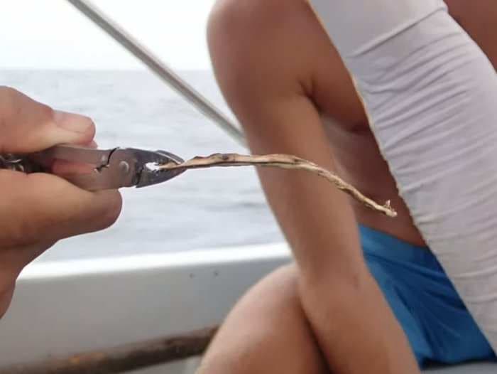 Biologists pulled something terrifying out of a turtle's nose that will make you a better recycler