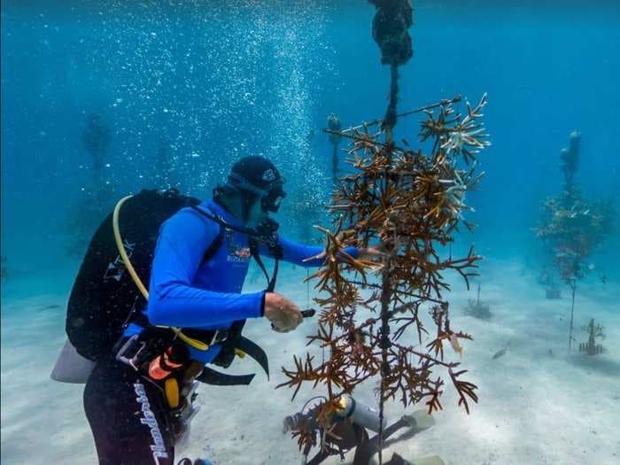 The world's oceans are in trouble