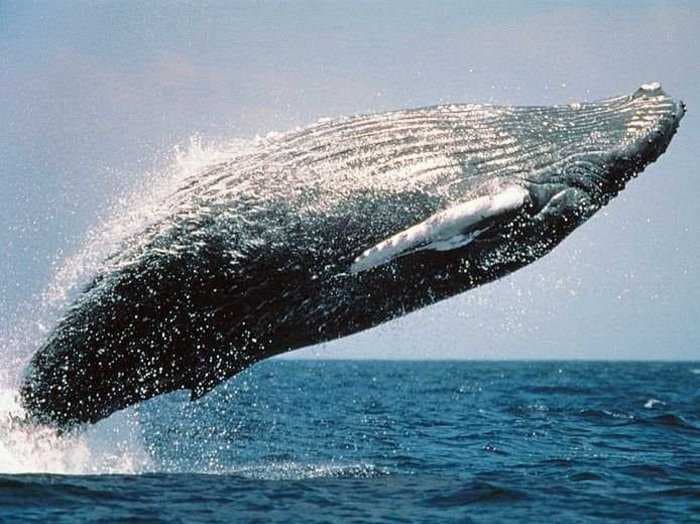 A humpback whale launched itself into the air and nearly crushed some kayakers like it was Moby Dick