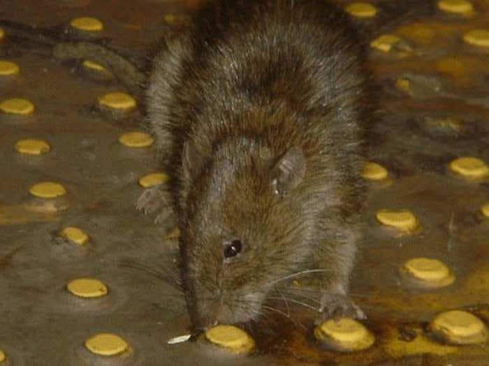 10 amazing facts about New York City's rats