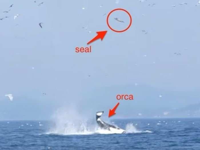 This killer whale punted a seal 80 feet in the air like it was kicking a field goal