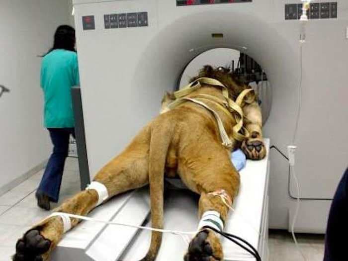 Here's the story behind a striking image of a lion getting a CAT scan