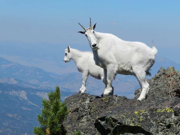 Mountain goats have incredible cliff-climbing skills - here's how do they do it