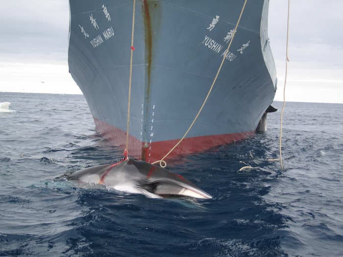 EXCLUSIVE: The fight against Japanese Whaling  is not over, Sea Shepherd captain reveals and talks about the conservation laws void