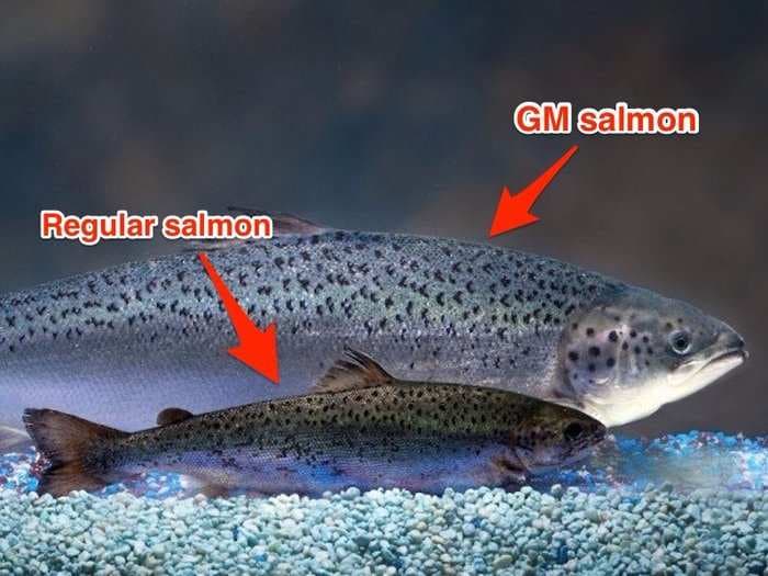 The government just approved the first genetically-modified salmon