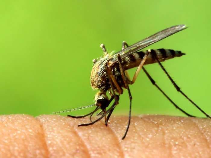 Scientists tweaked mosquito DNA to block malaria in its tracks