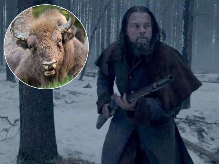 Leonardo DiCaprio insisted on eating actual raw bison liver while shooting 'The Revenant'