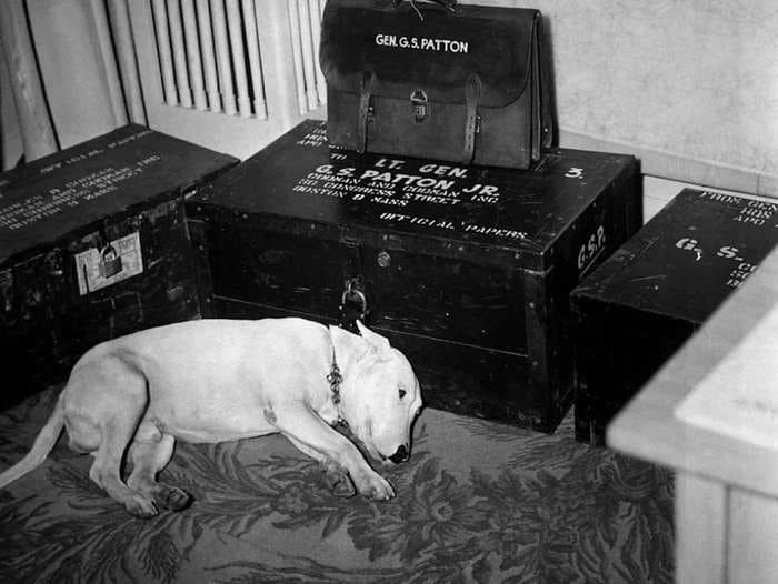 This photo shows General Patton's dog 'Willie' after the general's death