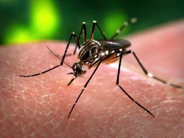 We came incredibly close to eradicating the mosquito that carries Zika from the Americas - here's why it came back