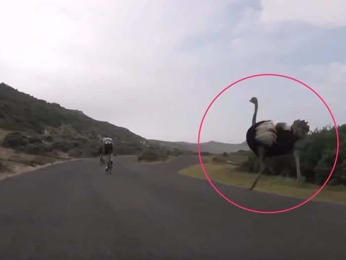 Ostrich chases cyclists at 30 mph 'to show off in front of his girlfriend'