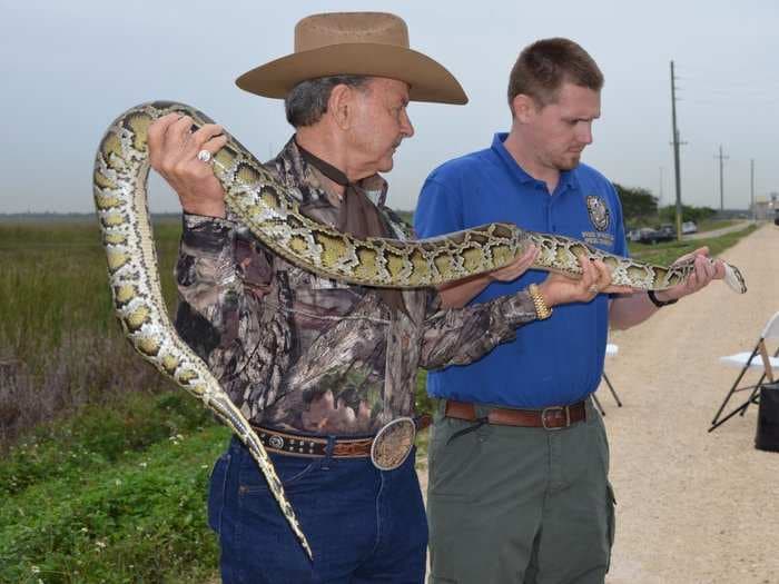 Inside Florida's intense 'Python Challenge' that's trying to save one of America's most prized ecosystems