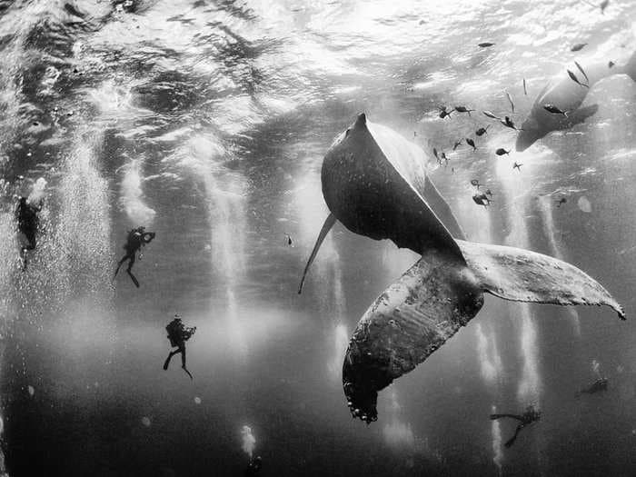 This award-winning underwater photographer makes stunning images on a point-and-shoot camera