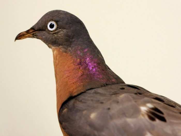 Here's how the passenger pigeon went from billions to extinct in just 50 years