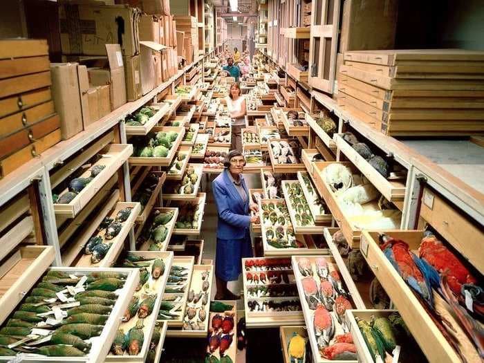 Step inside the Smithsonian's incredibly organized hidden collection rooms