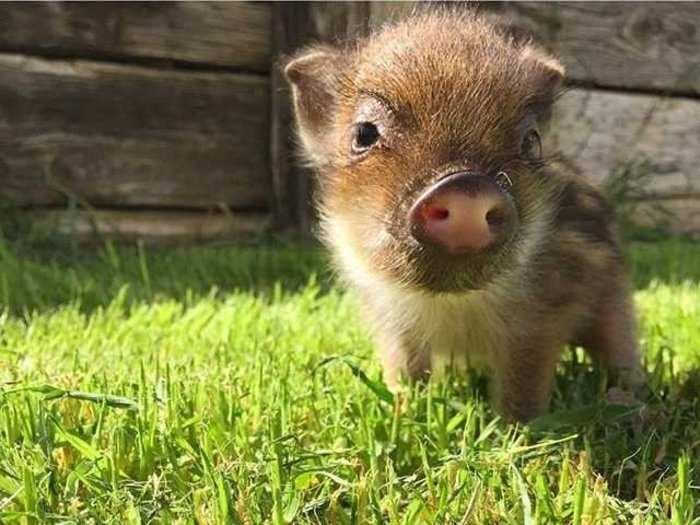 Forget teacup puppies - mini pet pigs are here