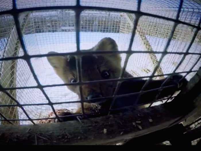 A BBC reporter got a startling look inside a Russian fur farm