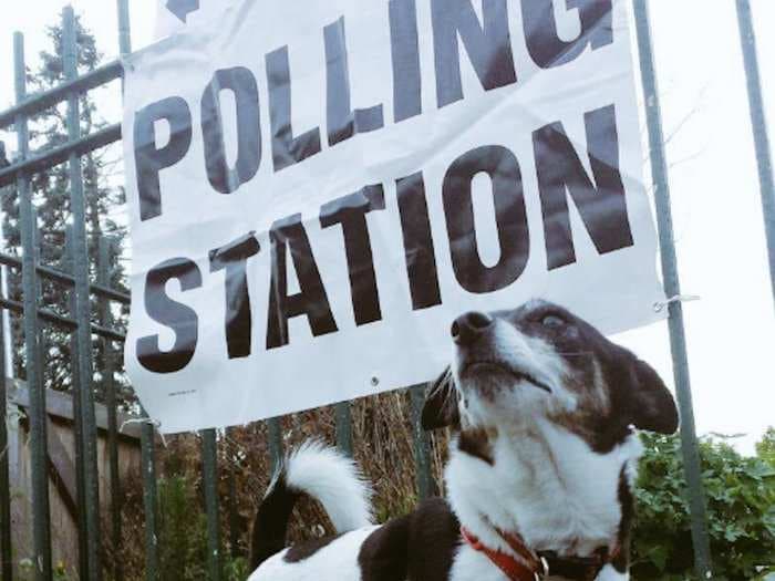 These 13 dogs left outside polling stations are the real heroes of today's UK elections