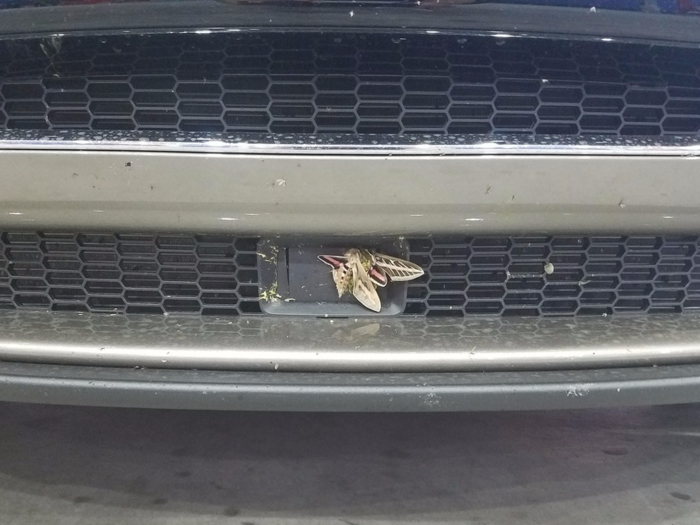 A giant moth managed to knock out a Tesla car's Autopilot system