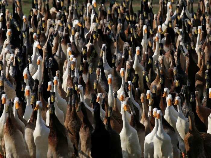 A South African vineyard employs 1,000 ducks for a very important job