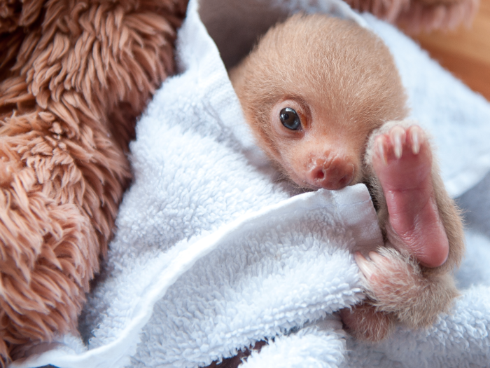 A woman who dedicated her life to saving sloths opened an adorable baby sloth orphanage in Costa Rica