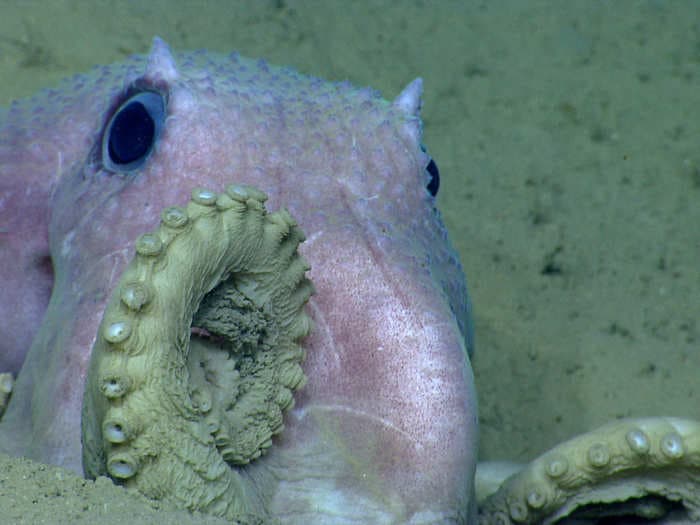 Humans are just starting to understand the octopus - and it's mind-blowing