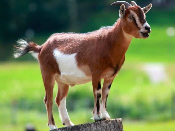 Goats might be more like dogs than we thought - here's why
