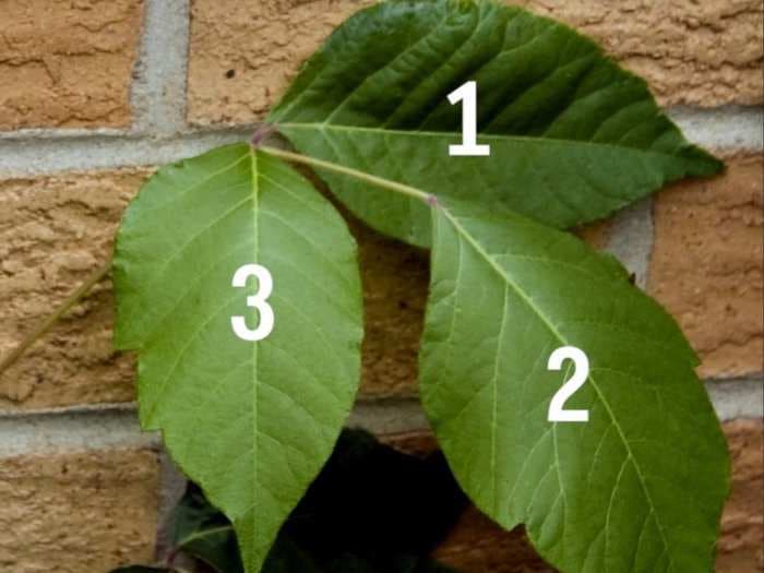 Poison ivy is getting worse - here's why