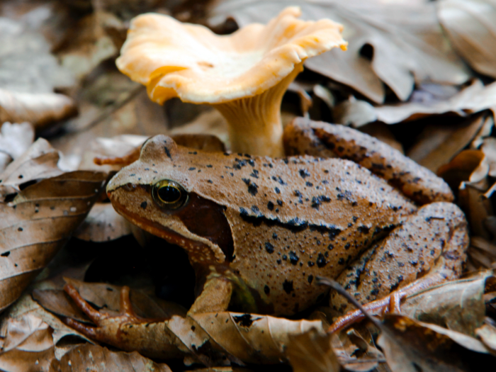 Frogs that can freeze their bodies and 6 other crazy ways that animals survive their treacherous environments