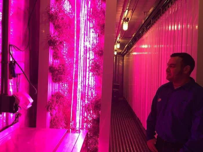 These Google employees are using high-tech, dirt-free shipping containers to grow organic herbs