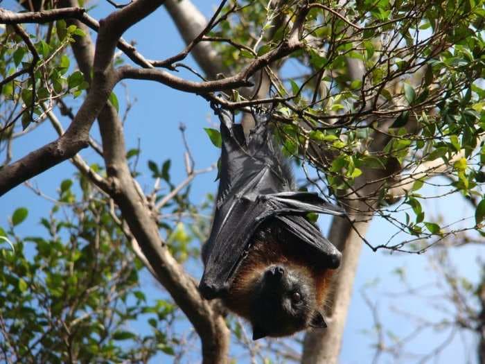 Bats aren't as creepy as you think - here are 5 of the coolest species