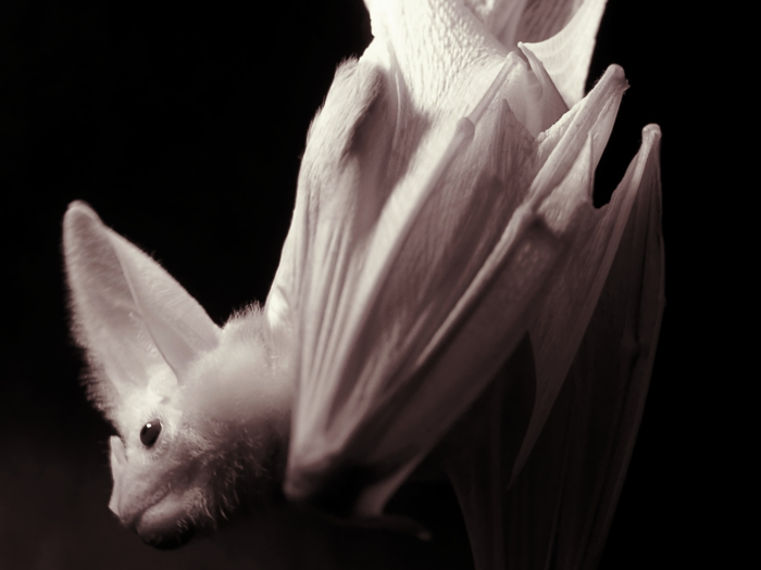 Bats aren't as creepy as you think - here are 5 of the coolest species