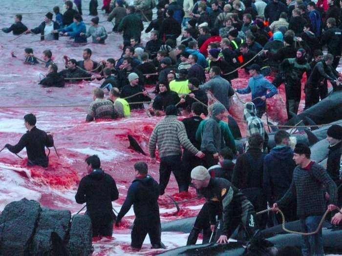 Every year, hundreds of whales are slaughtered in Northern Europe - but their meat might be poisoning the people who eat it