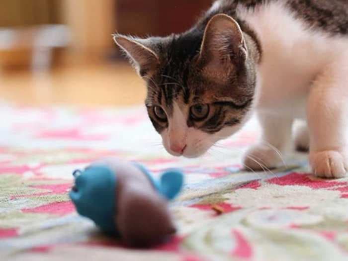 This cat feeder fixes the biggest problem with bowls