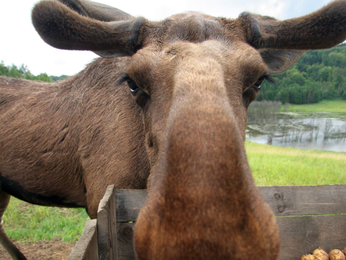 13 incredible facts about Canada