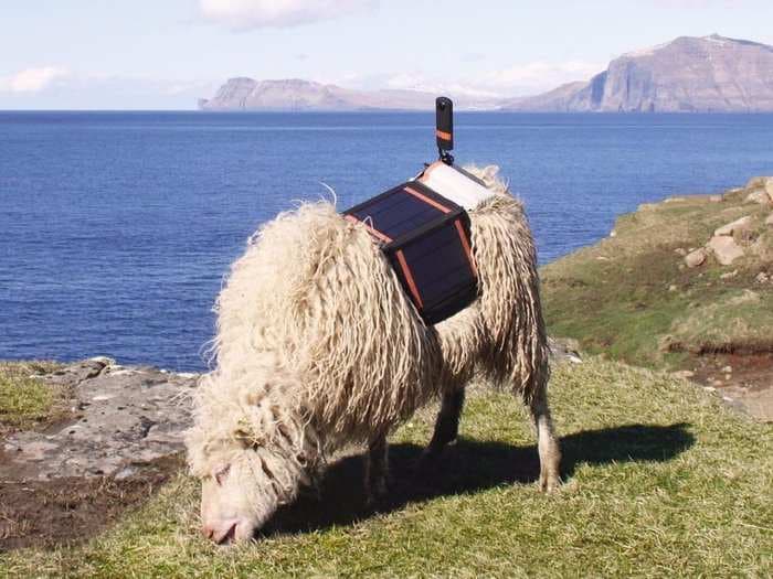 Google is strapping cameras to sheep for a new mapping project