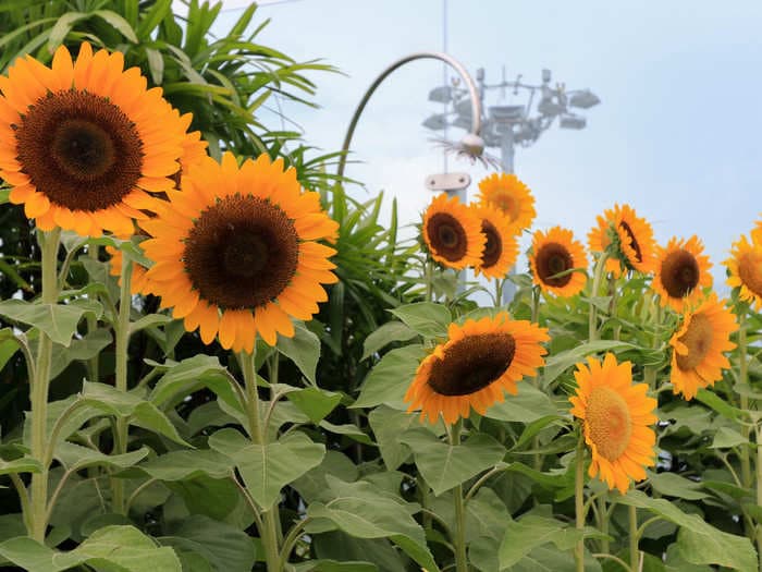 From rooftop swimming pool to sunflower garden-Here’s what Singapore’s Changi Airport looks like from inside