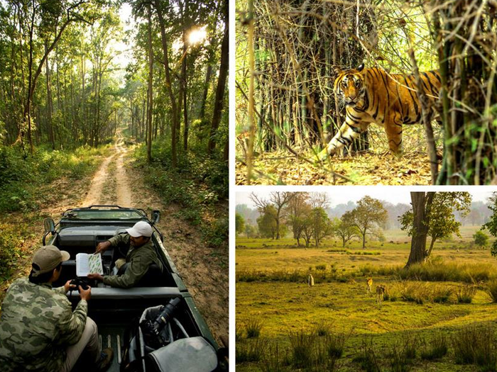 These national parks in MP have high density of
tigers. Here’s how you can explore them with a dash of luxury